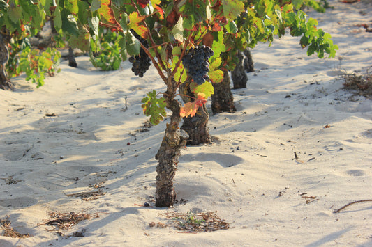 Poster of Piedi sull'Isola 2, with a purple wine bottle, with at it's center a sun. All on a green background