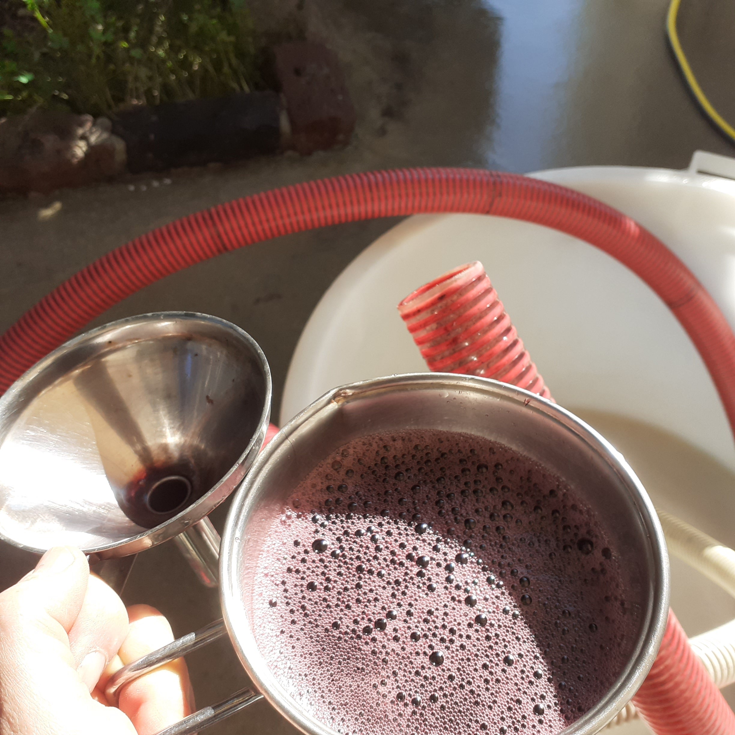 Degustazione dei vini La Casa di Sophia