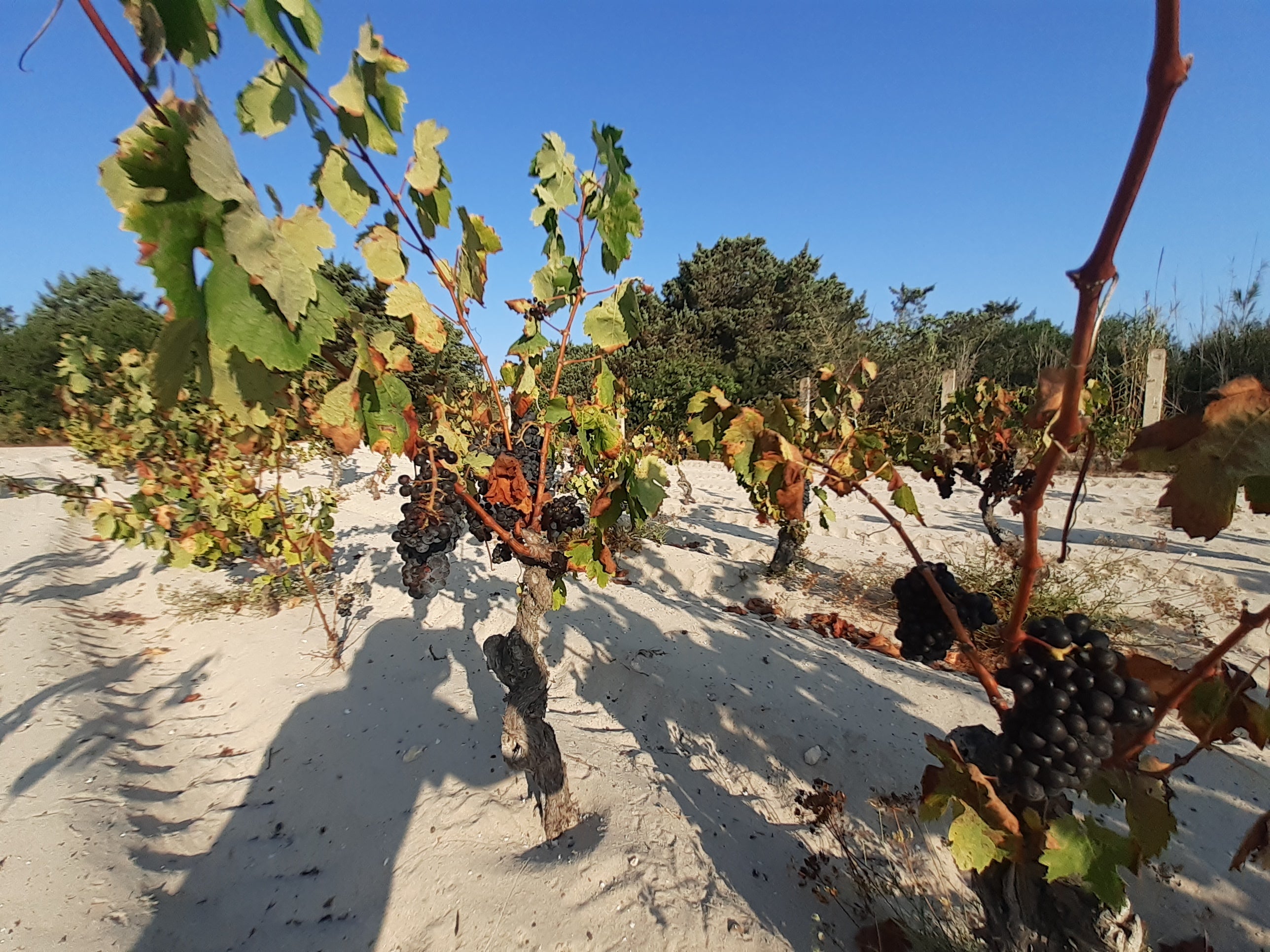 Adopt Spiaggia Grande vineyard and Istmo 2023