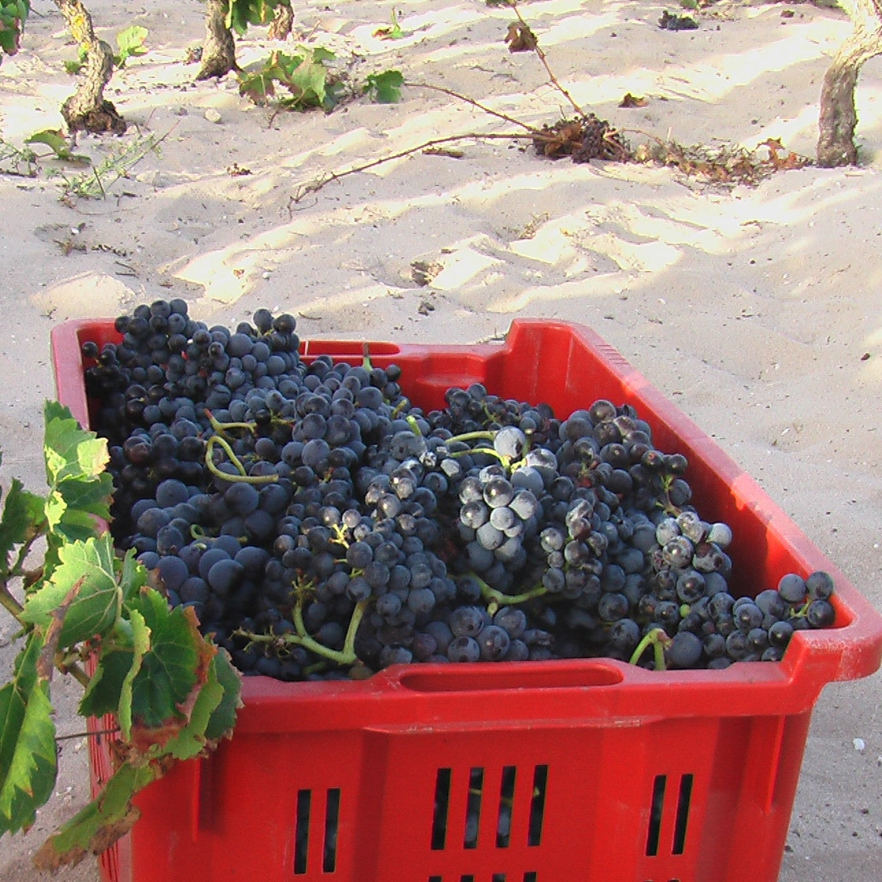 Adopt Spiaggia Grande vineyard and Istmo 2023