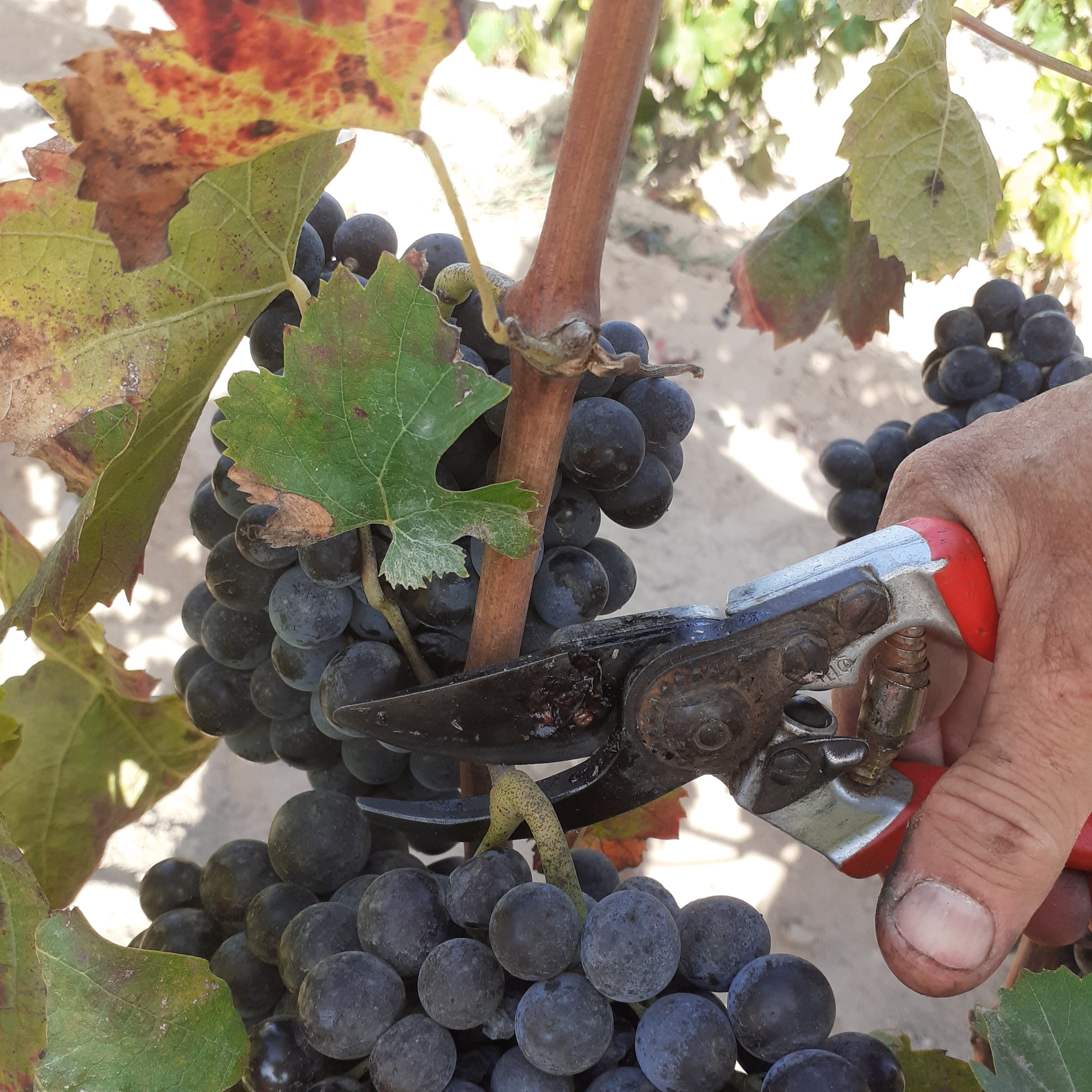 Adopt Spiaggia Grande vineyard, unique old Carignano vines on sandy soil