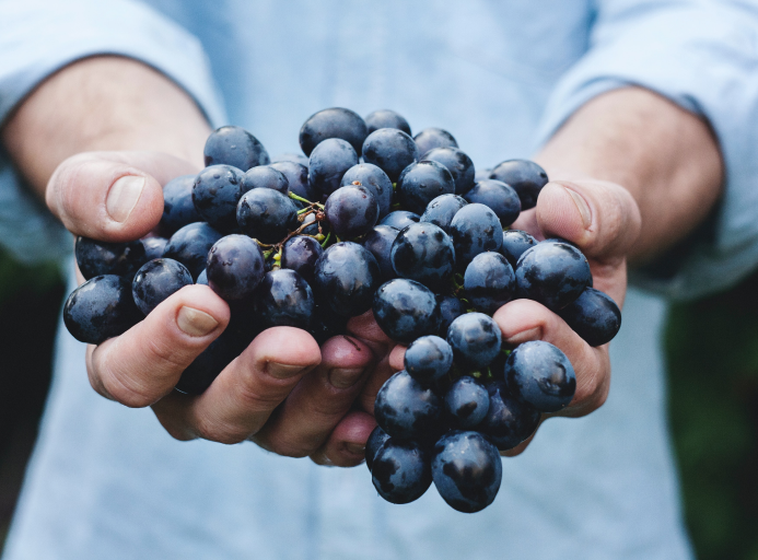 A person wearing a blue shirt is holding black grapes in his two hands