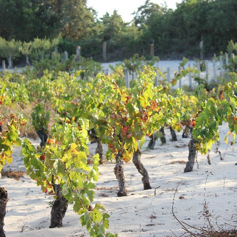 Adopt Spiaggia Grande vineyard and Istmo 2023