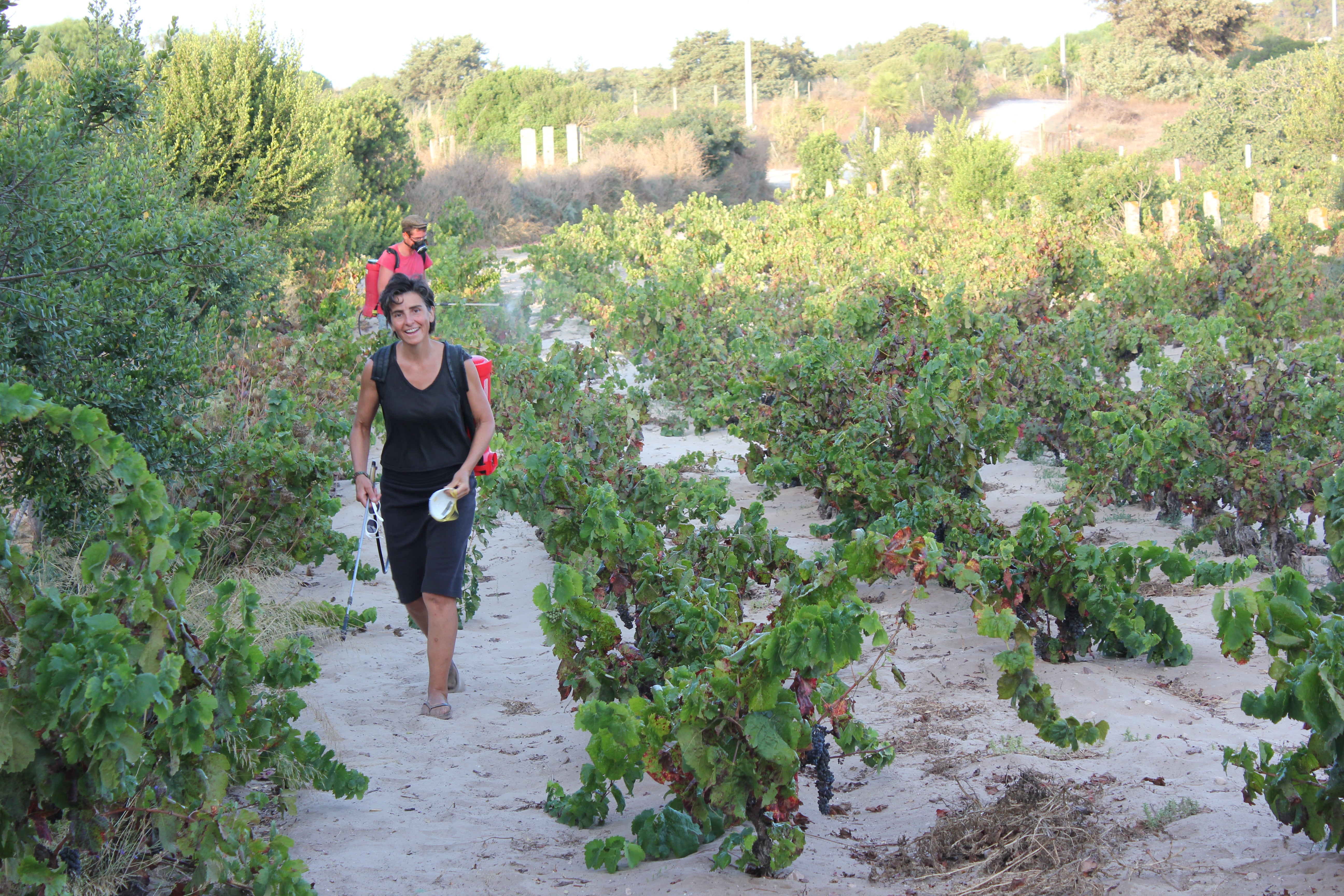 Adopt Spiaggia Grande vineyard, unique old Carignano vines on sandy soil