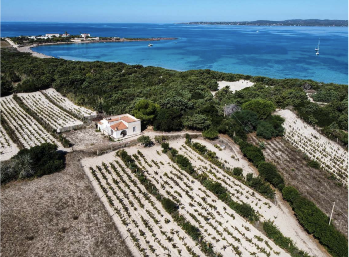 Adopt Spiaggia Grande vineyard and Istmo 2023