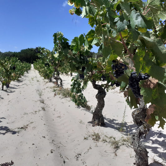 Adopt the Vineyard of Spiaggia Grande Project