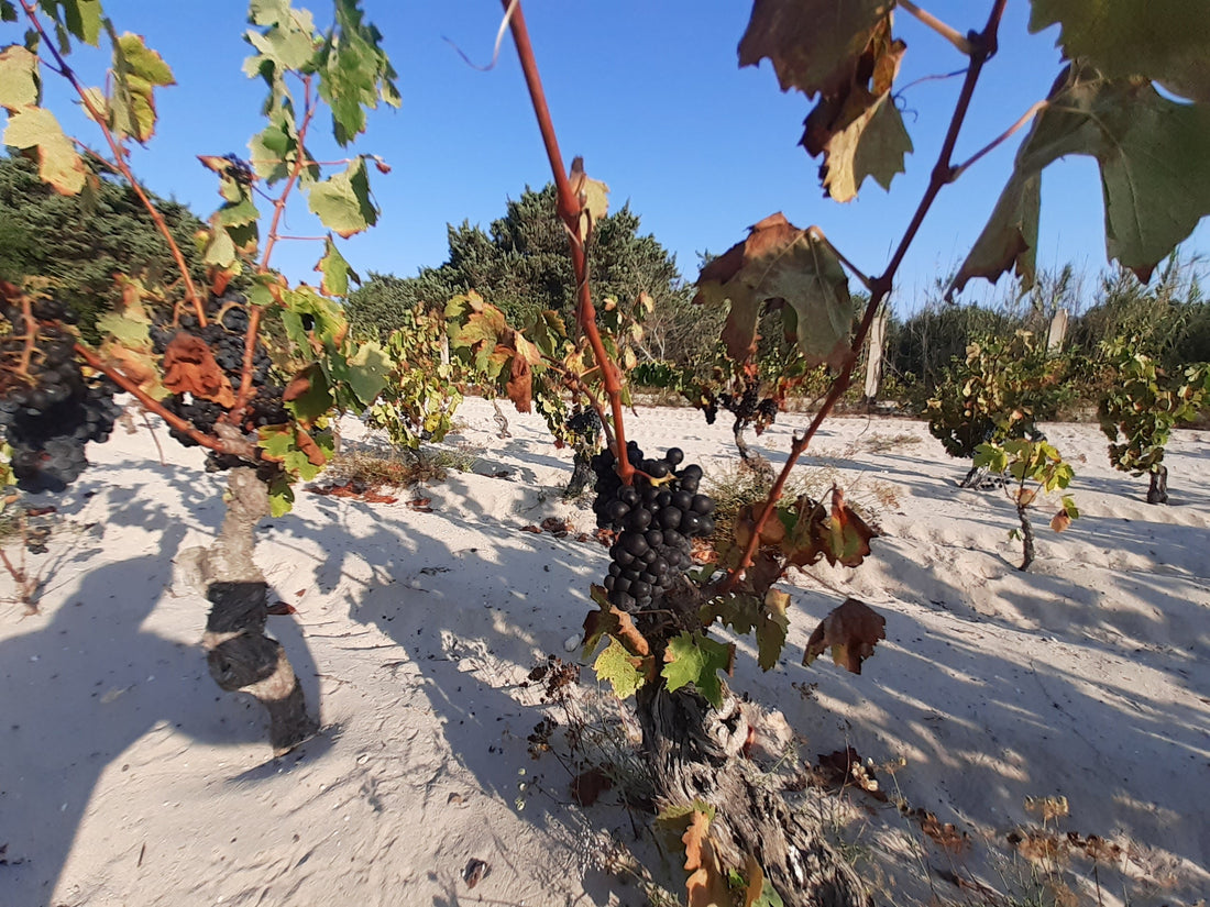 Adopt the Vineyard of Spiaggia Grande Project