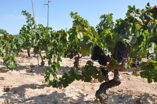 Hand serving wine from a bottle into a glass with a wine cork, leaves and another filled glass on the side