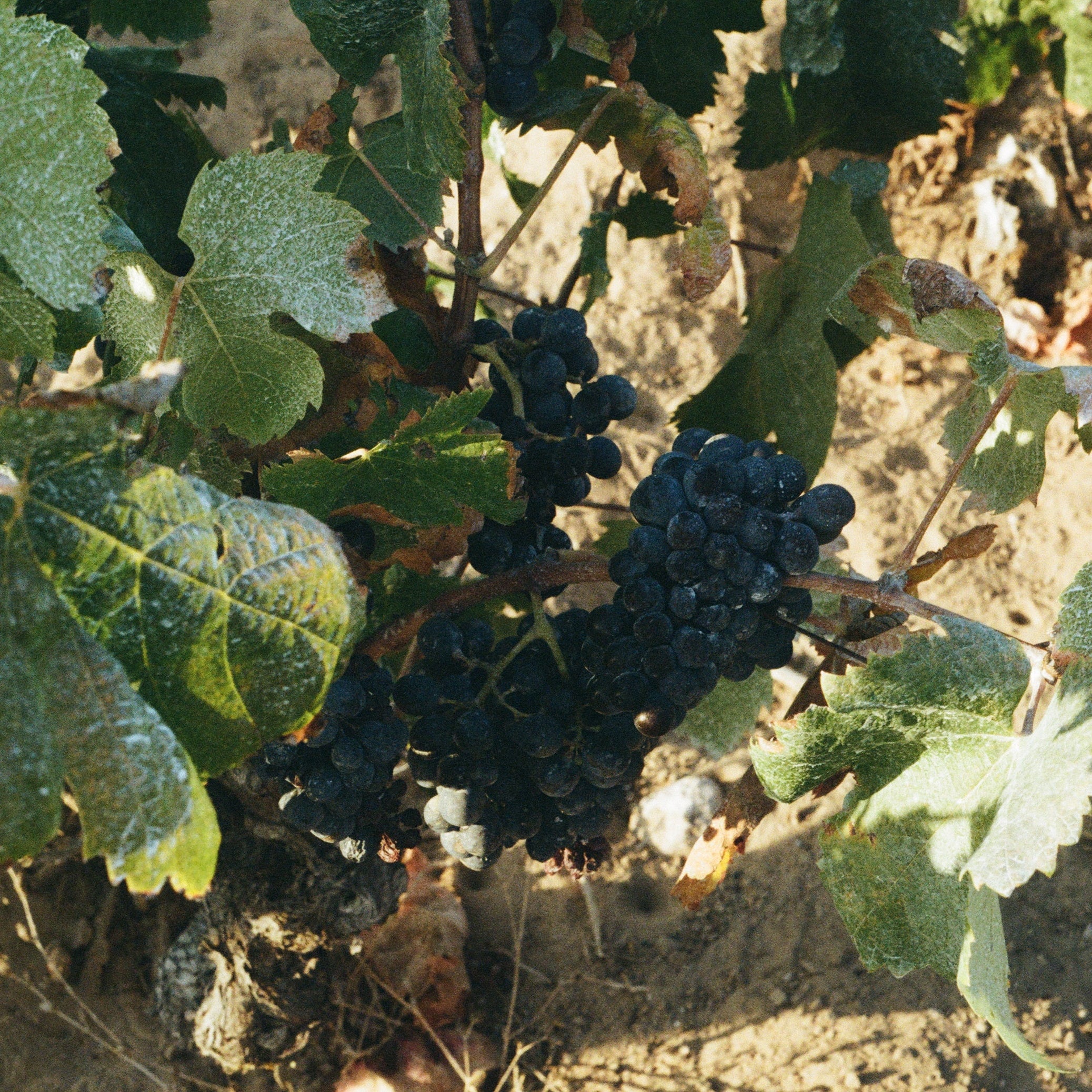 Wine tasting