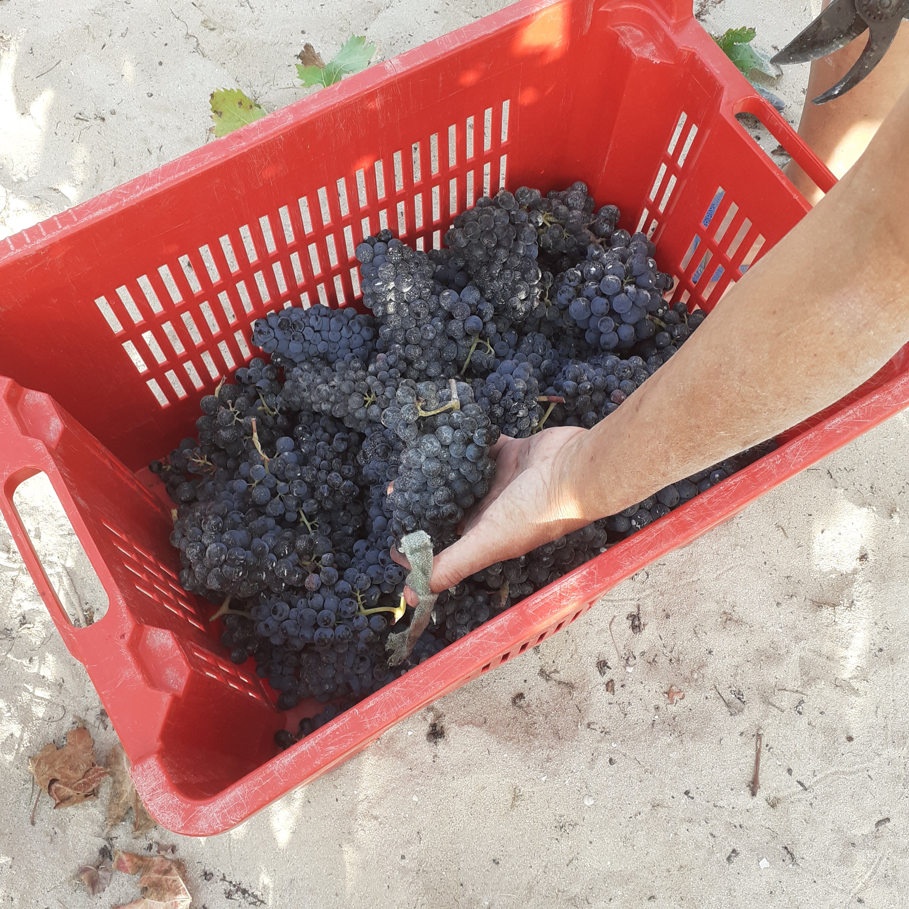 La Casa di Sophia 2023