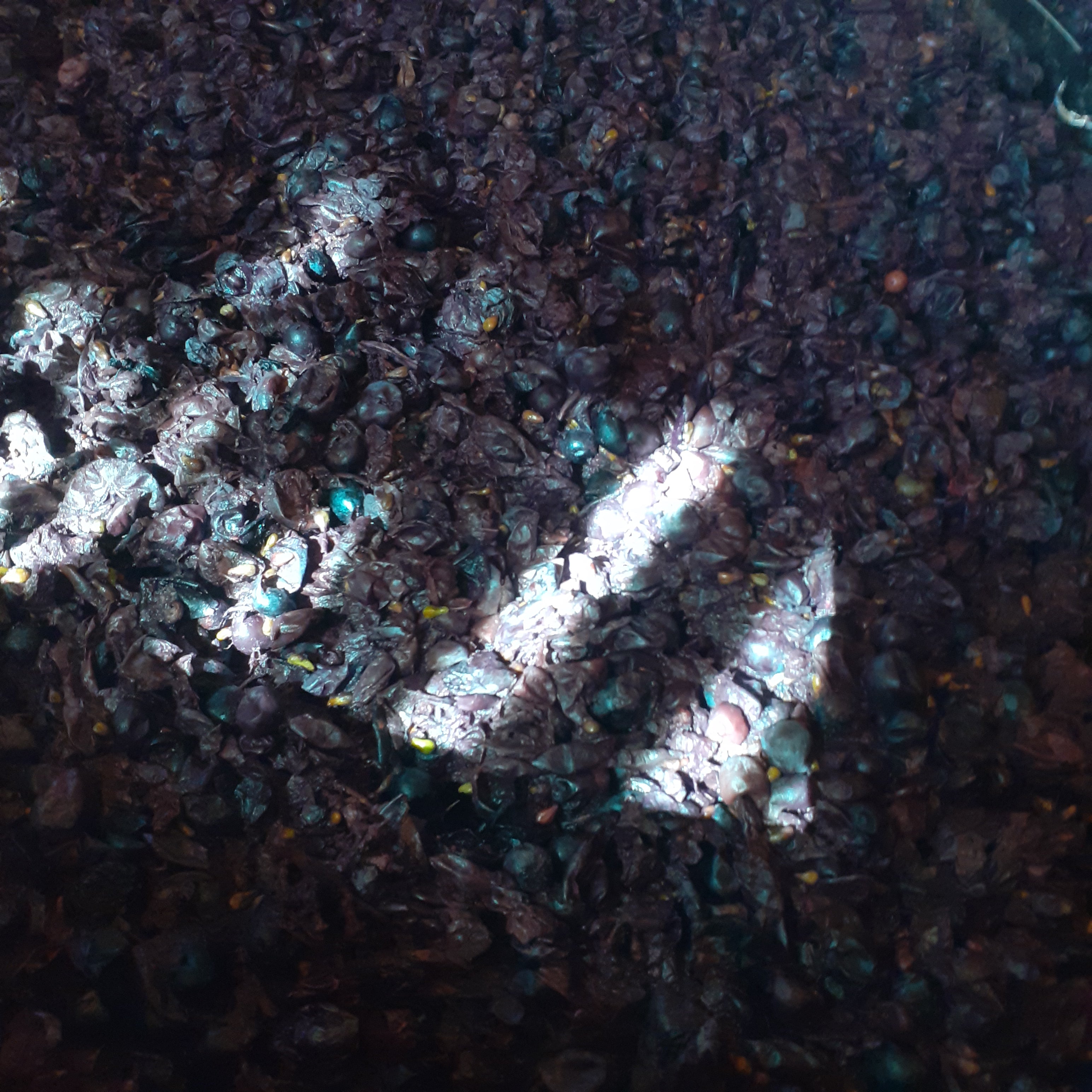 La Casa di Sophia 2023