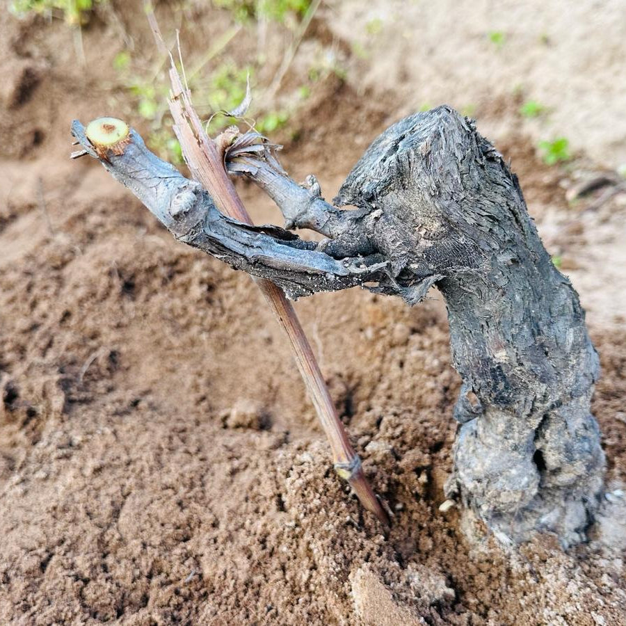 La Casa di Sophia 2022